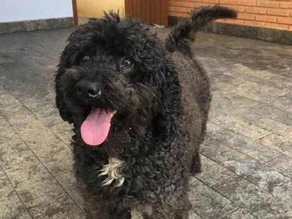 Cachorro ra a poodle idade 2 anos nome bob