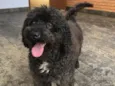 bob