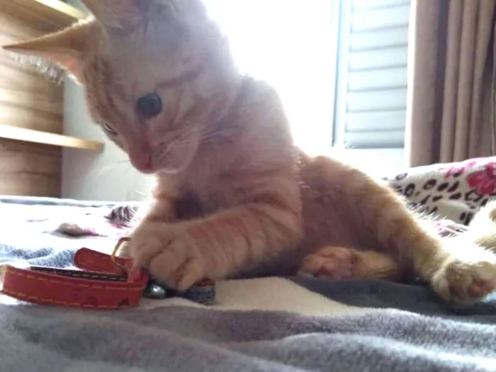 Gato ra a Vira lata idade 2 a 6 meses nome Aurora