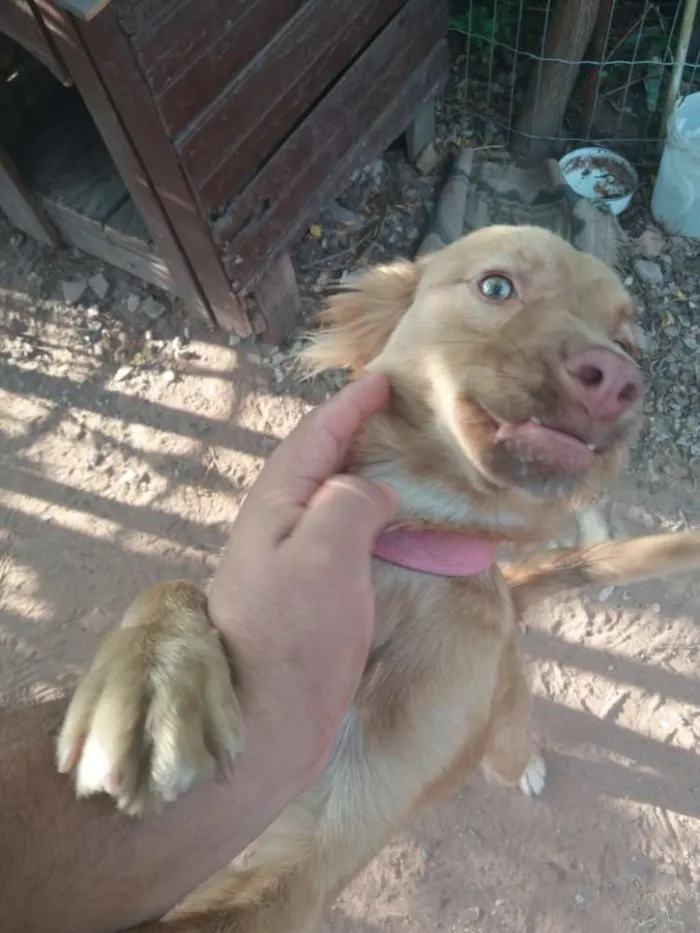 Cachorro ra a Não sei idade 1 ano nome Luna