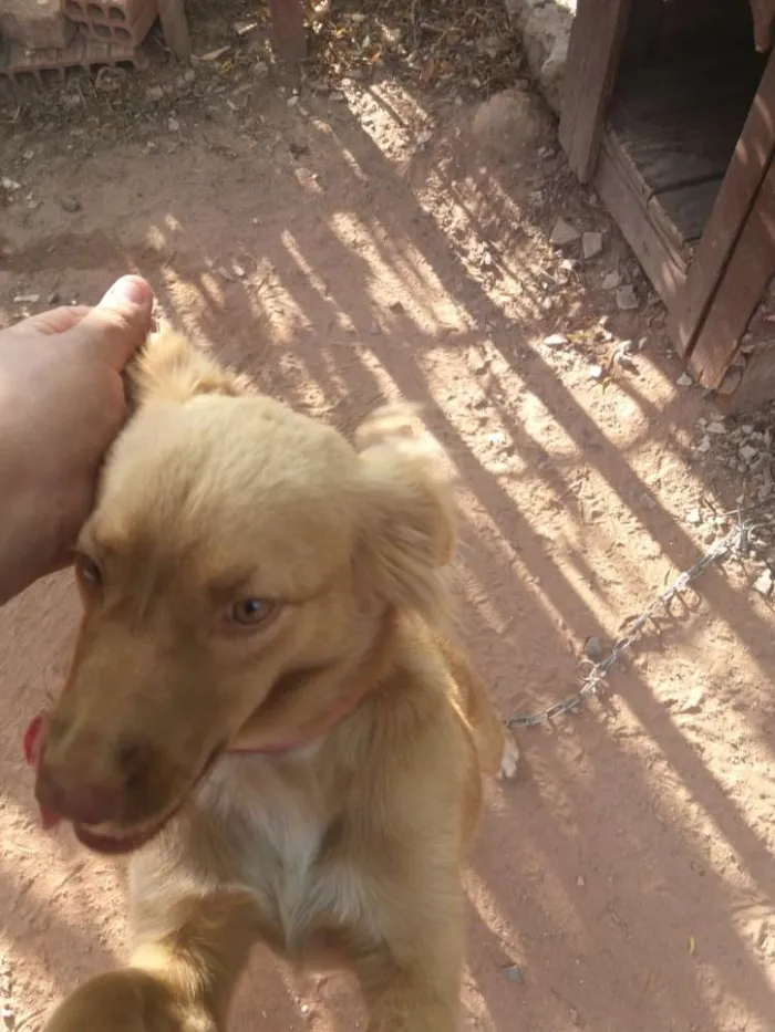 Cachorro ra a Não sei idade 1 ano nome Luna