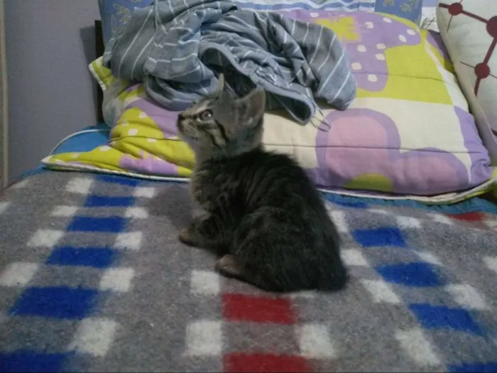 Gato ra a SRD idade Abaixo de 2 meses nome Fritz e Frida