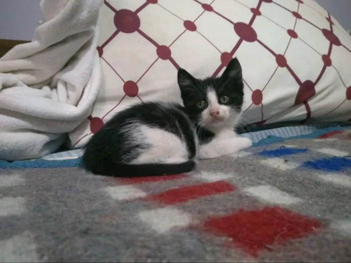 Gato ra a SRD idade Abaixo de 2 meses nome Fritz e Frida
