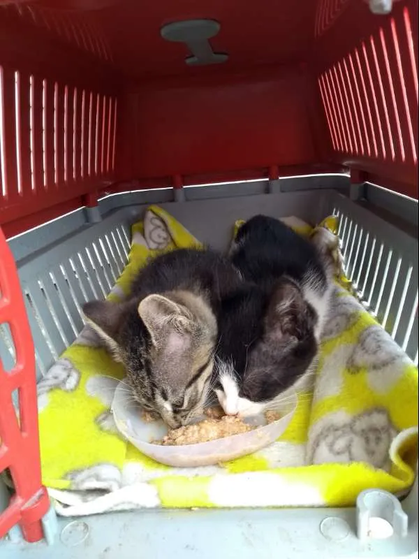 Gato ra a SRD idade Abaixo de 2 meses nome Fritz e Frida