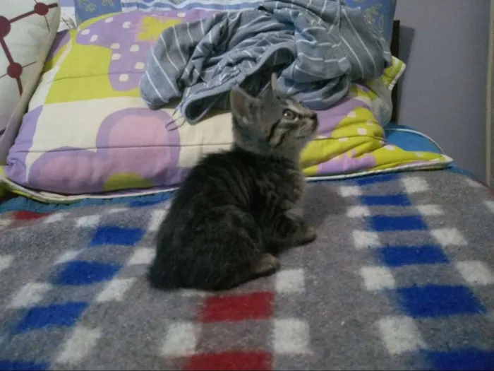 Gato ra a SRD idade Abaixo de 2 meses nome Fritz e Frida