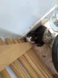 Fritz e Frida