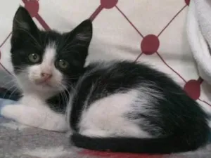 Gato raça SRD idade Abaixo de 2 meses nome Fritz e Frida