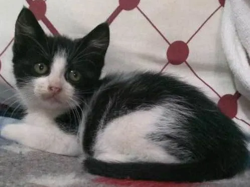 Gato ra a SRD idade Abaixo de 2 meses nome Fritz e Frida