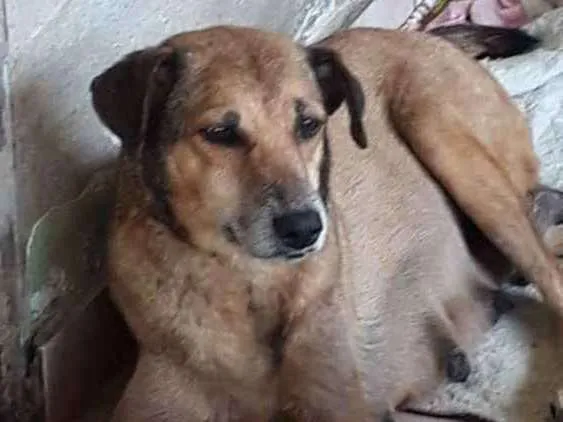 Cachorro ra a Vira lata idade 4 anos nome Nina