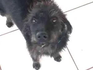 Cachorro raça Vira lata idade 4 anos nome Jamelao