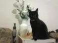 NINA