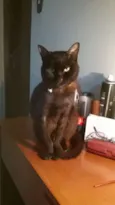 NINA