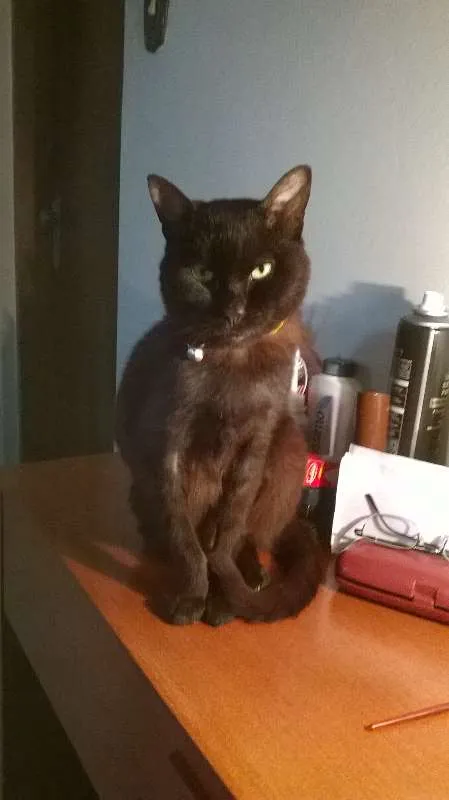 Gato ra a SRD idade 1 ano nome NINA