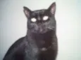 NINA