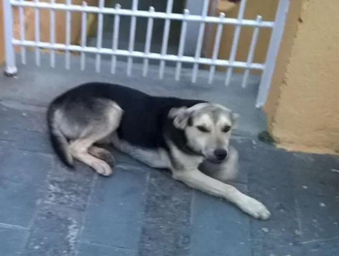 Gato ra a SRD idade 1 ano nome NINA