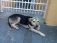 NINA