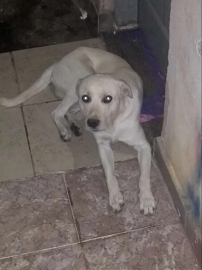 Cachorro ra a Srd idade 2 anos nome Spike