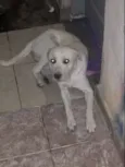 Spike