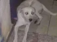 Spike