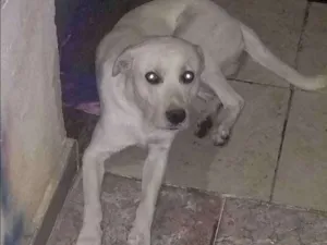 Cachorro raça Srd idade 2 anos nome Spike