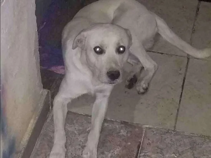 Cachorro ra a Srd idade 2 anos nome Spike