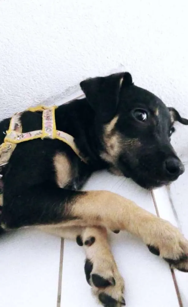 Cachorro ra a Vira - lata  idade 2 a 6 meses nome Meg