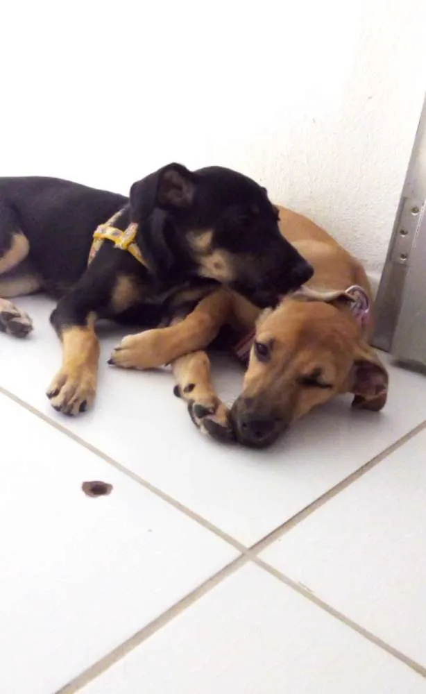 Cachorro ra a Vira - lata  idade 2 a 6 meses nome Meg
