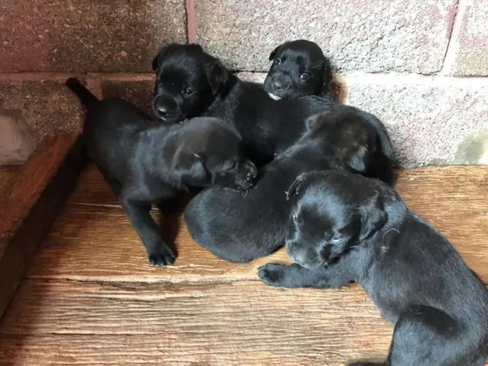 Cachorro ra a Rottweiler misturado idade Abaixo de 2 meses nome Sem nome