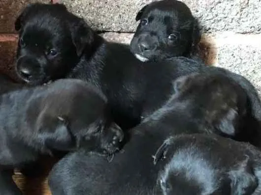 Cachorro ra a Rottweiler misturado idade Abaixo de 2 meses nome Sem nome