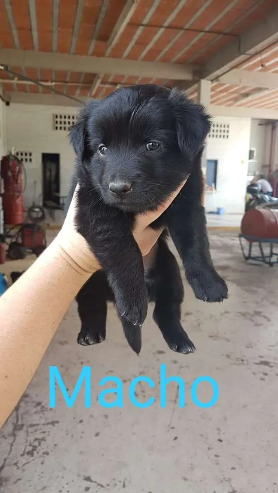 Cachorro ra a Rottweiler misturado idade Abaixo de 2 meses nome Sem nome