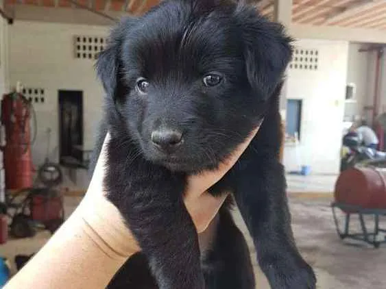 Cachorro ra a Rottweiler misturado idade Abaixo de 2 meses nome Sem nome