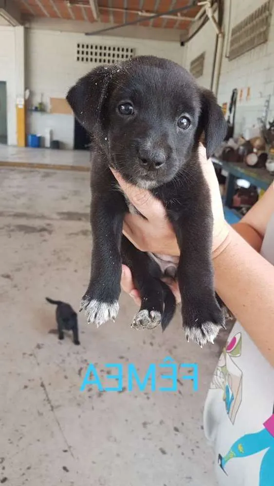 Cachorro ra a Rottweiler misturado idade Abaixo de 2 meses nome Sem nome