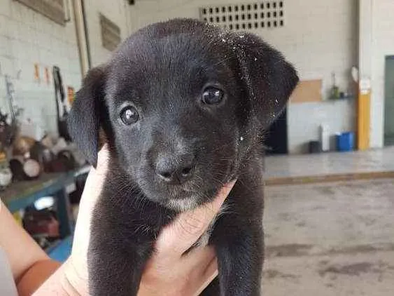 Cachorro ra a Rottweiler misturado idade Abaixo de 2 meses nome Sem nome