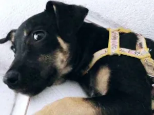 Cachorro raça Vira - lata  idade 2 a 6 meses nome Meg