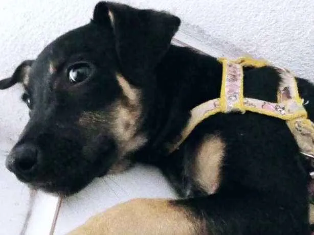 Cachorro ra a Vira - lata  idade 2 a 6 meses nome Meg