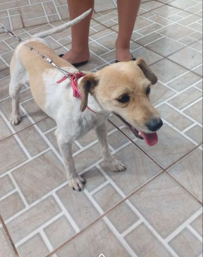 Cachorro raça Sem raça  idade 3 anos nome Dafne