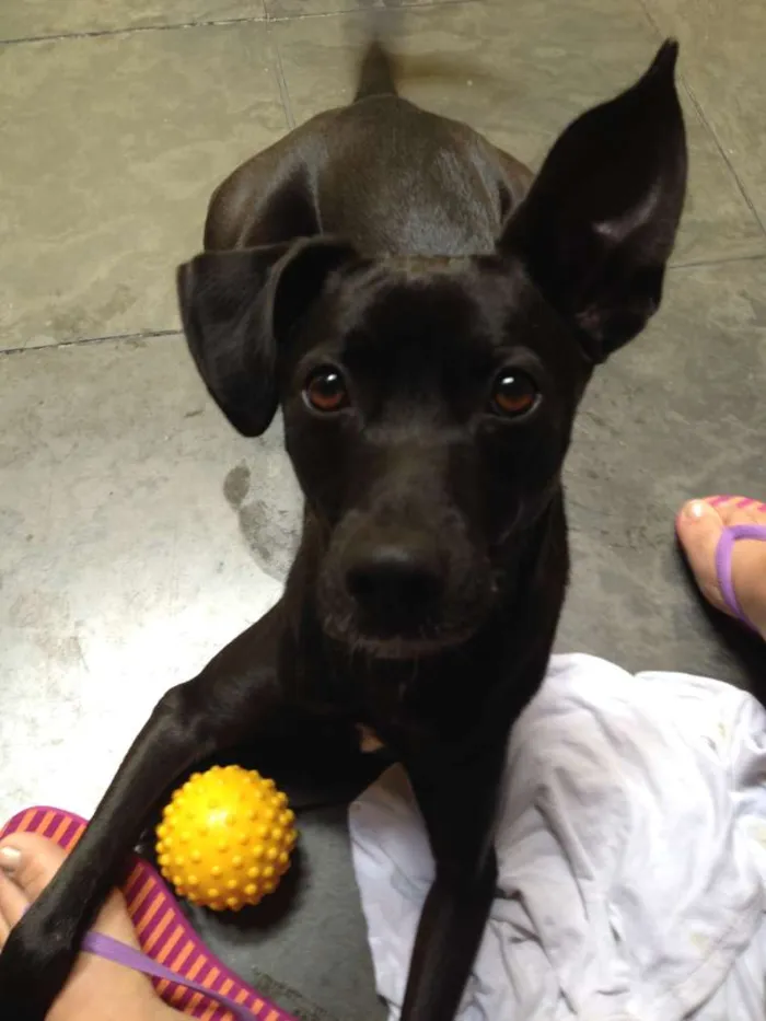Cachorro ra a Sem raça definida idade 2 anos nome Thor