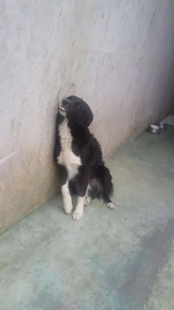 Cachorro ra a Border collie idade 2 anos nome Rex