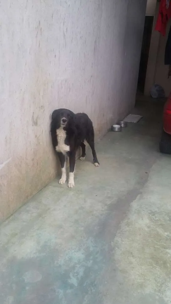 Cachorro ra a Border collie idade 2 anos nome Rex