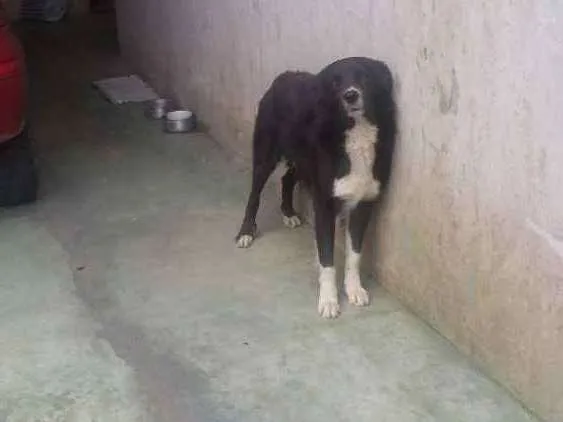 Cachorro ra a Border collie idade 2 anos nome Rex