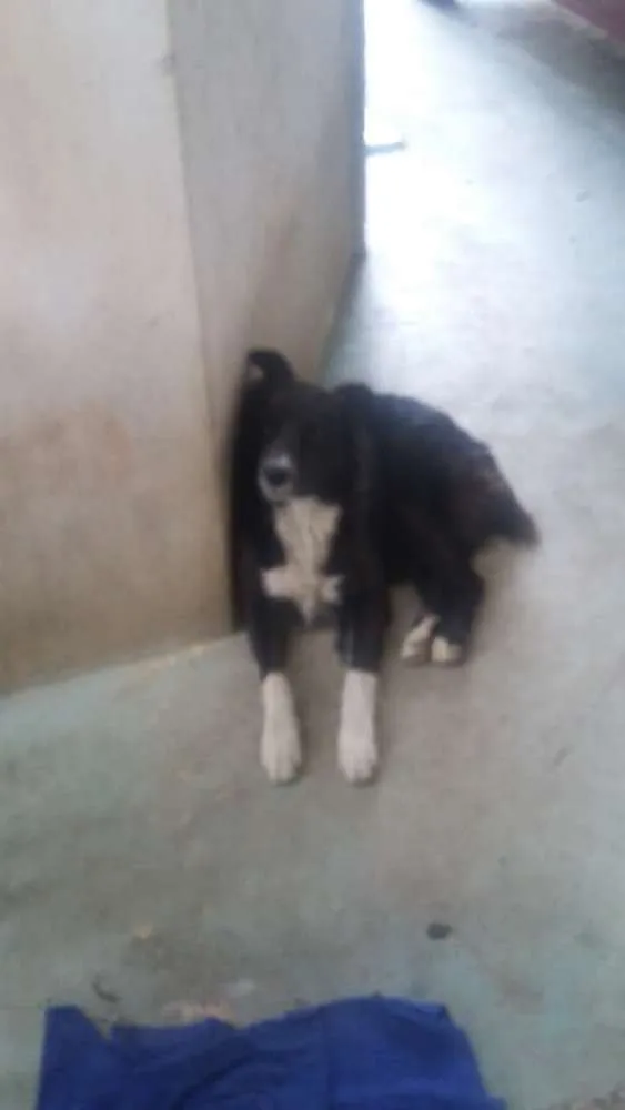 Cachorro ra a Border collie idade 2 anos nome Rex