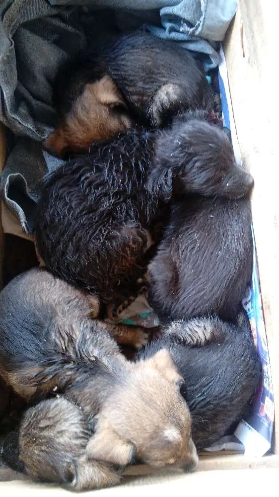 Cachorro raça Raça não definidas idade Abaixo de 2 meses nome Sem nome