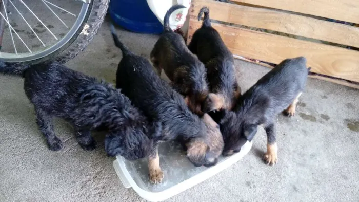 Cachorro raça Raça não definidas idade Abaixo de 2 meses nome Sem nome