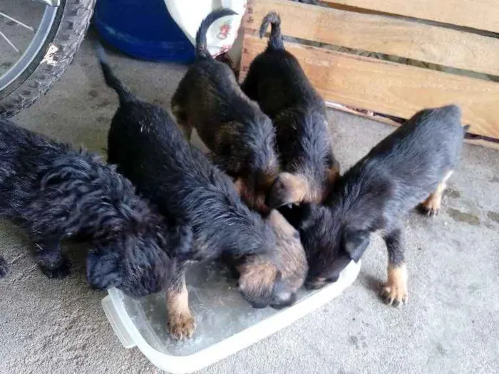 Cachorro raça Raça não definidas idade Abaixo de 2 meses nome Sem nome