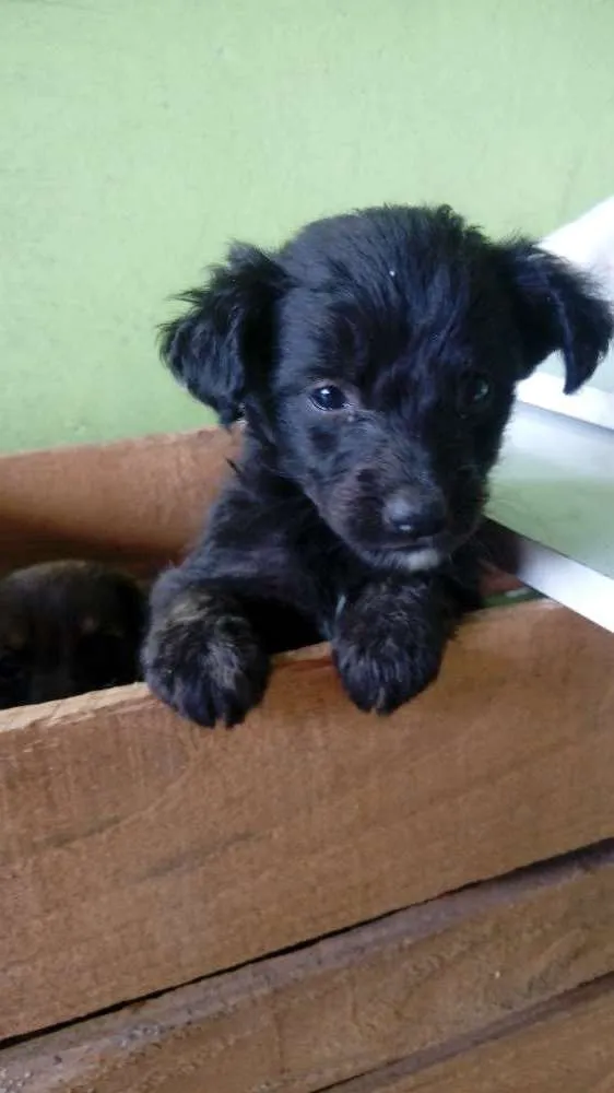 Cachorro raça Raça não definidas idade Abaixo de 2 meses nome Sem nome