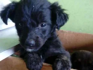 Cachorro raça Raça não definidas idade Abaixo de 2 meses nome Sem nome