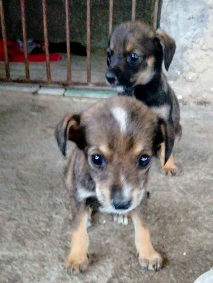 Cachorro raça Raça não definidas idade Abaixo de 2 meses nome Sem nome