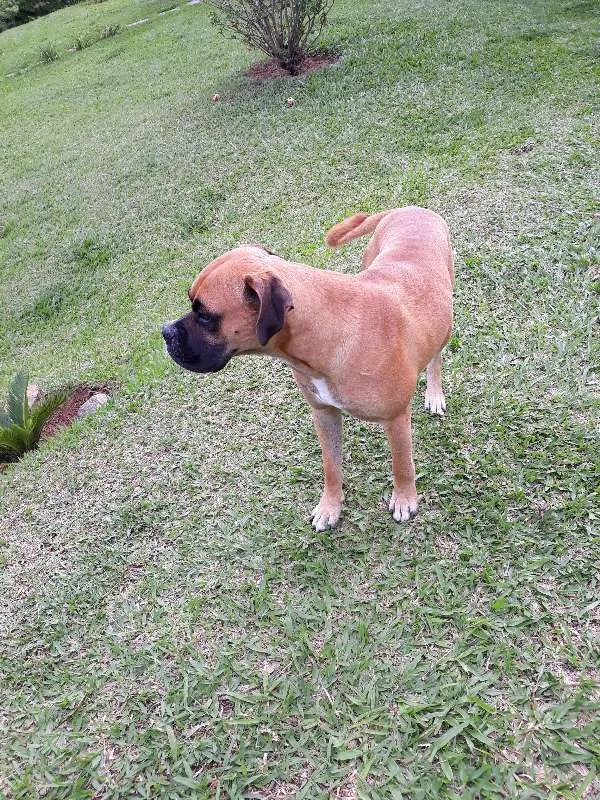 Cachorro raça Boxer idade 1 ano nome Marvim