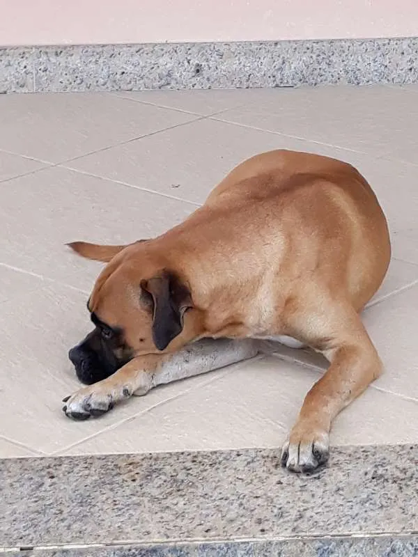 Cachorro raça Boxer idade 1 ano nome Marvim