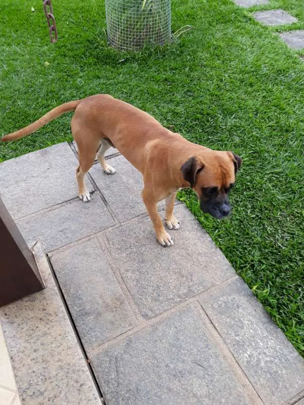 Cachorro raça Boxer idade 1 ano nome Marvim